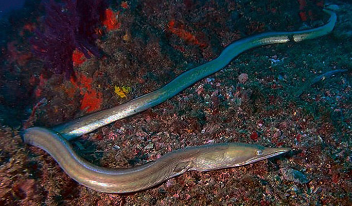 Serpent eel (Ophisurus serpens) | adriaticnature