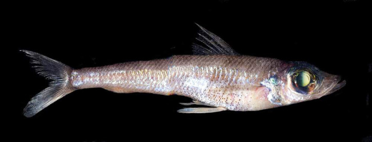 Chlorophthalmus agassizi 2