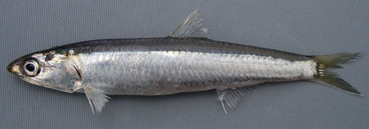 European anchovy (Engraulis encrasicolus) | adriaticnature