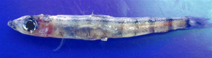 Glossanodon leioglossus