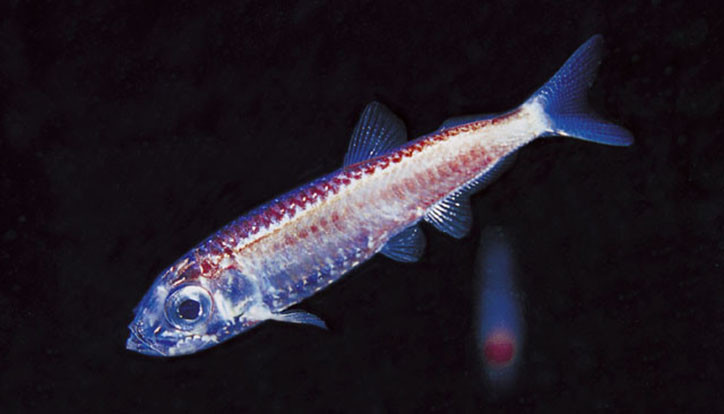 Maurolicus muelleri 2