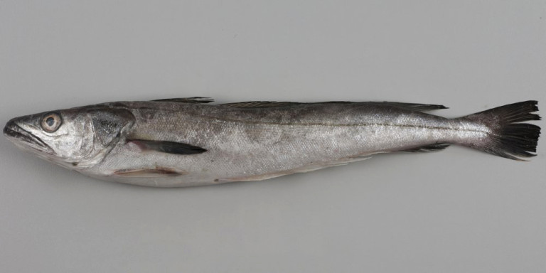 European hake (Merluccius merluccius) | adriaticnature