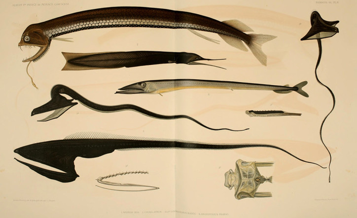 Zugmayer1912_Planche_IV