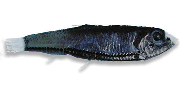 vinciguerria poweriae