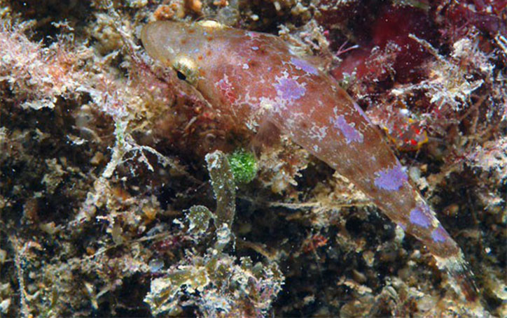 Apletodon incognitus 2