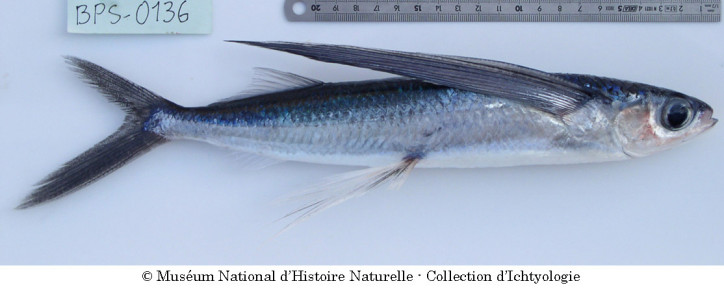Mediterranean flyingfish (Cheilopogon heterurus)
