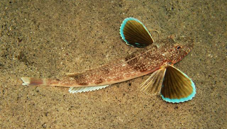 Chelidonichthys obscurus 2