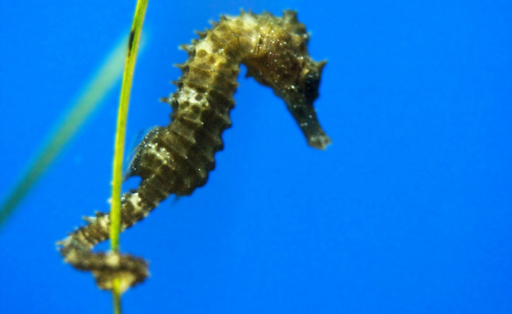 Short-snouted seahorse (Hippocampus adriaticnature | hippocampus)