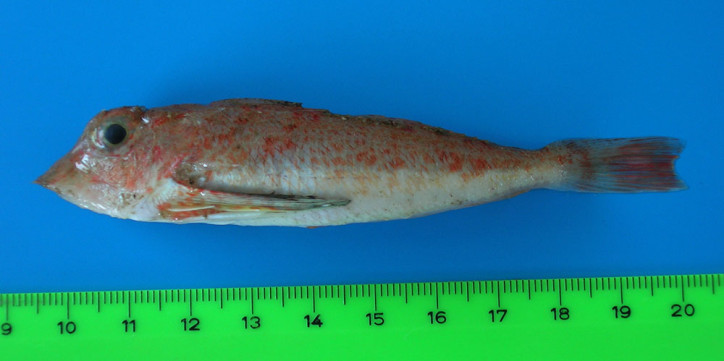 Lepidotrigla cavillone 2