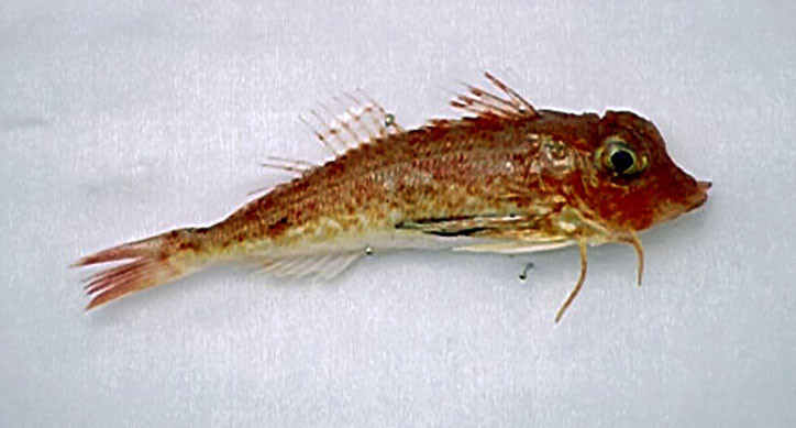 Lepidotrigla dieuzeidei