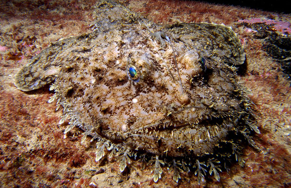 angler-lophius-piscatorius-adriaticnature