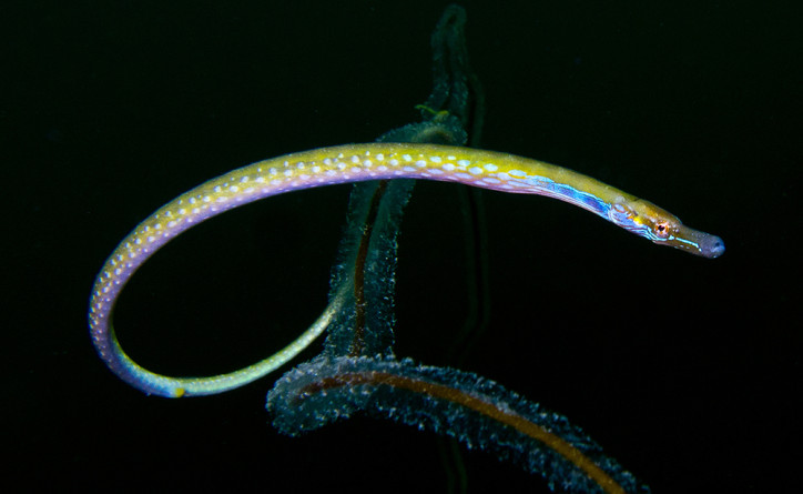 Nerophis ophidion 2