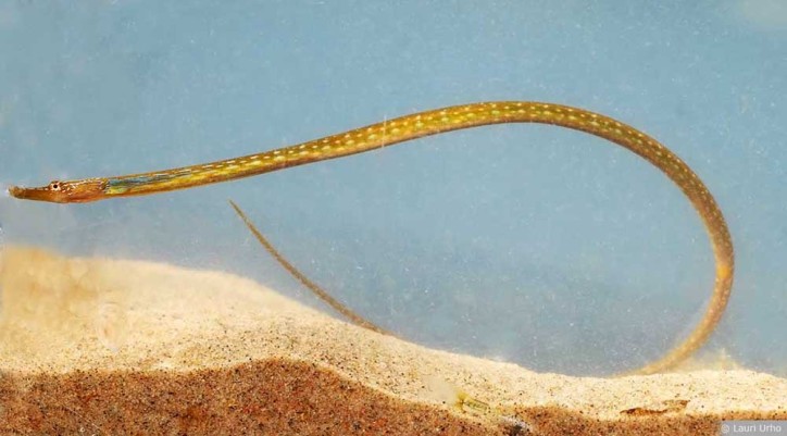 Nerophis ophidion