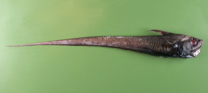 Nezumia sclerorhynchus 2