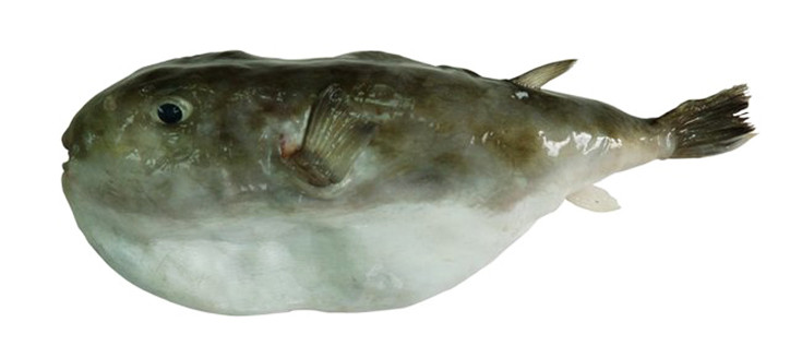 Sphoeroides pachygaster 2