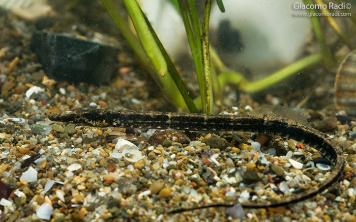 Syngnathus abaster 2