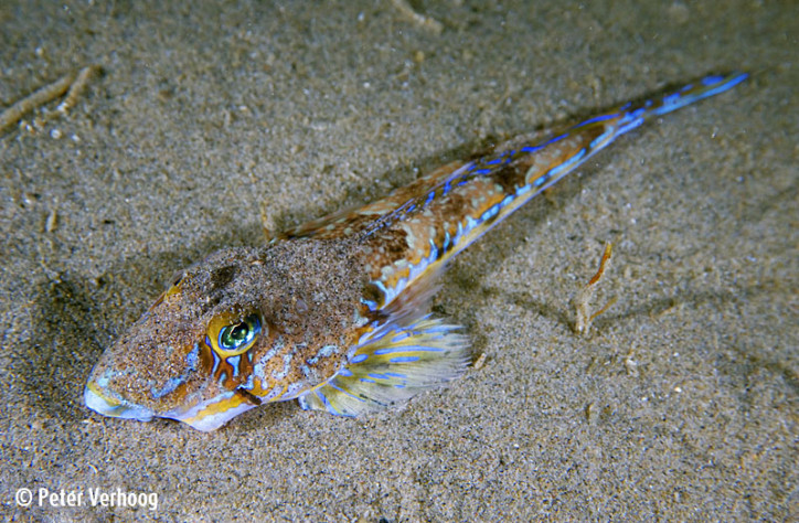 Dragonet Callionymus Lyra Adriaticnature Dragonet Callionymus Lyra Adriaticnature