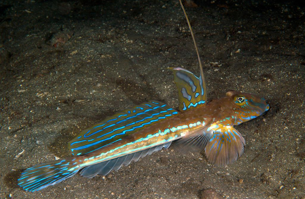 Dragonet Callionymus Lyra Adriaticnature Dragonet Callionymus Lyra Adriaticnature
