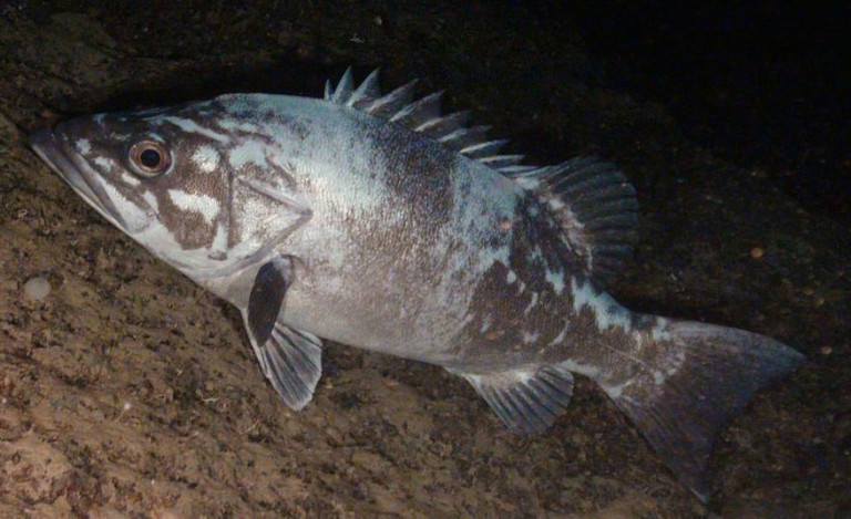 Atlantic saury (Scomberesox saurus) | adriaticnature