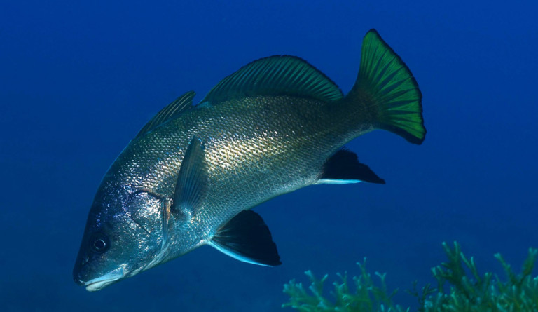 brown-meagre-sciaena-umbra-adriaticnature