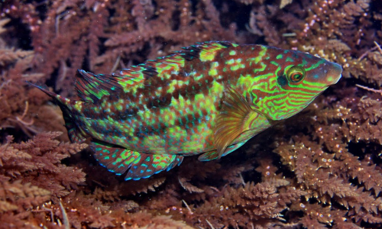 Corkwing Wrasse Symphodus Melops Adriaticnature