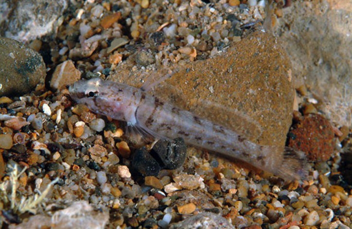 Chromogobius zebratus 2