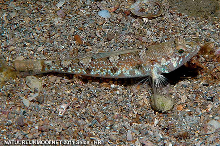 Deltentosteus collonianus