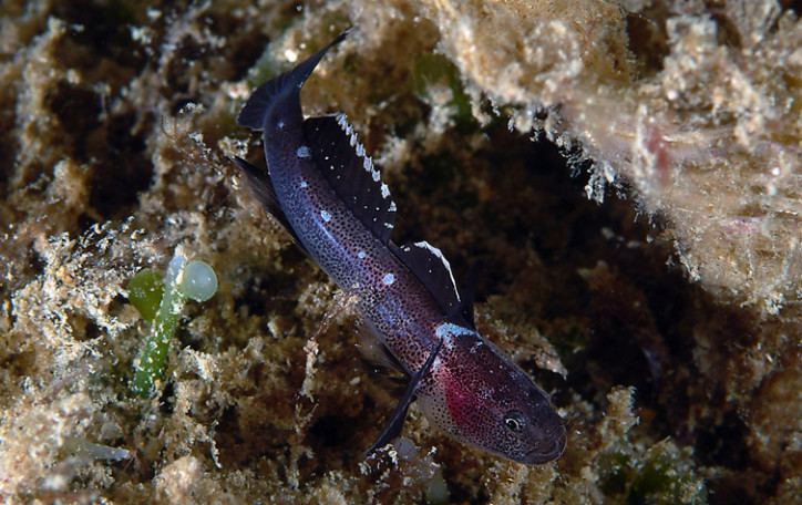 Didogobius schlieweni 2