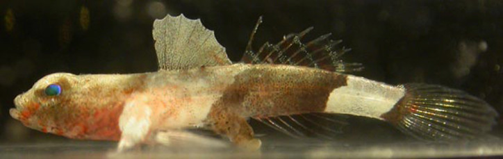 Lebetus guilleti