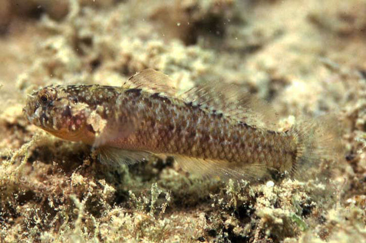 Large-headed goby (Millerigobius macrocephalus) - adriaticnature