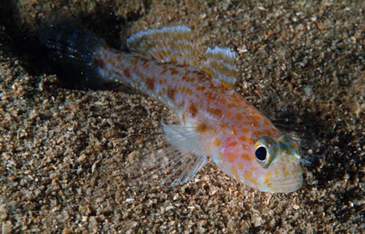 Large-scaled goby (Thorogobius macrolepis) - adriaticnature