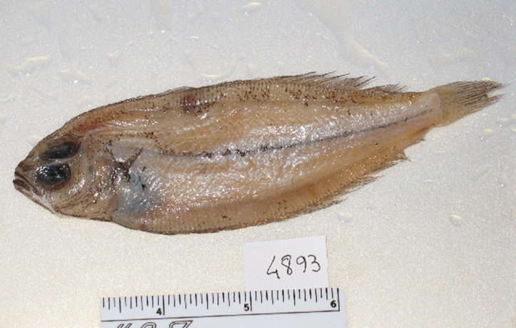 Arnoglossus rueppelii 2