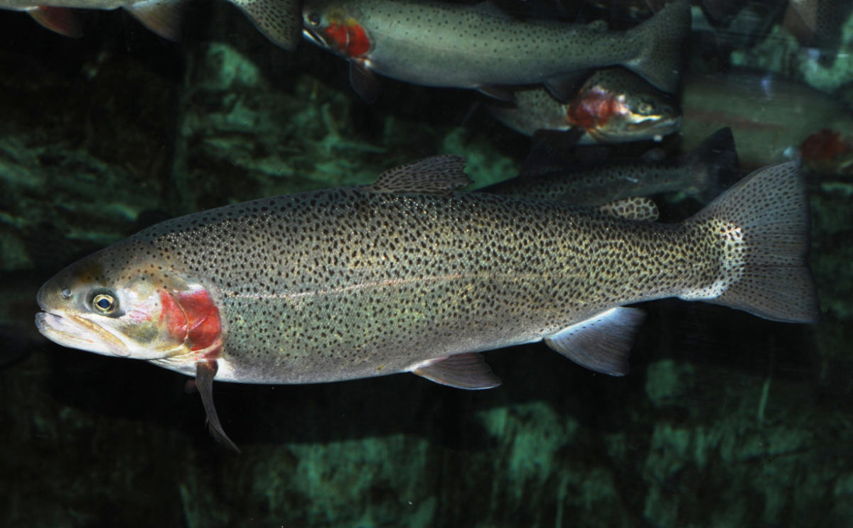 Rainbow trout (Oncorhynchus mykiss) adriaticnature