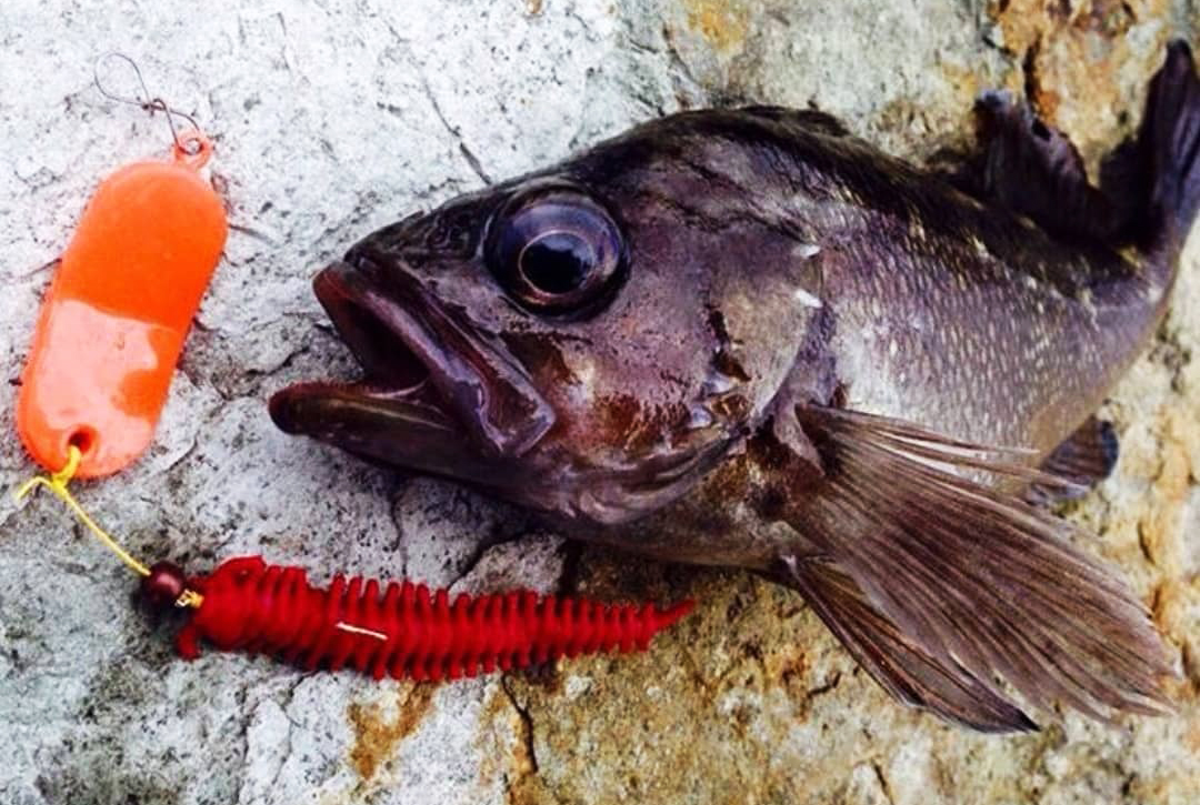 Rockfishing with Mikhail Starovoytov. - adriaticnature